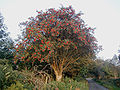 Image 6Rowan tree in Wicklow, Ireland (from List of trees of Great Britain and Ireland)