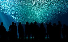 Visitors look through a very large window into an aquarium containing a school of Pacific sardines