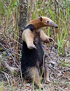 Southern tamandua standing in a defensive posture