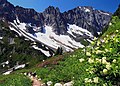 Image 30Alpine flora near Cascade Pass (from Montane ecosystems)
