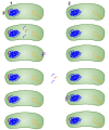 1: Donor bacteria 2: Bacteria who will receive the gene 3: The red portion represents the gene that will be transferred Transformation in bacteria in a certain environment.