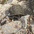 Front view closeup of desert tortoise at Red Rock Canyon NCA, 2020