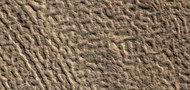 Brain terrain on crater floor, as seen by HiRISE under HiWish program