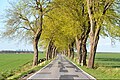 Country road as an avenue in Germany