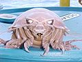 The Giant Isopod, kind of like a crab. In Northern Taiwan, they are served in seaside restaurants.