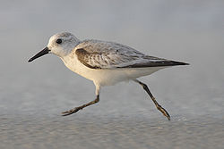Sanderling, a non-breeding species commonly found near bodies of water.