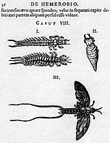 Mayflies drawn by Augerius Clutius[a] in De Hemerobio, 1634