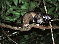 Asian palm civet