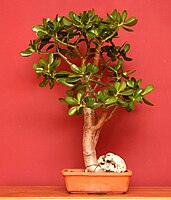 Crassula ovata indoor bonsai