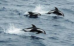 Hourglass dolphins in Drake Passage