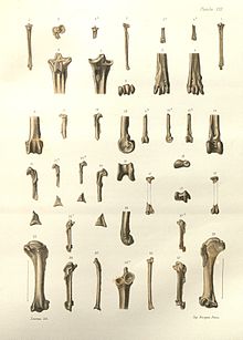 Gezeichnete Tafel mit Knochen von Miocorvus larteti