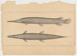 pencil drawing of a side and top view of a needlefish