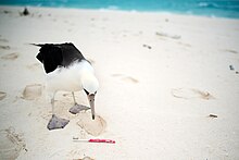Laysan Albatross spots a toothbrush