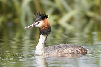 Great crested grebe in Summer