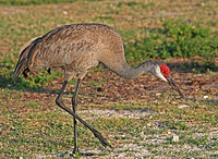 Sandhill crane at Jonathan Dickinson State Park, Florida