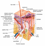 Cross-section of all skin layers