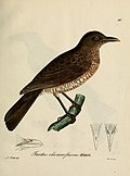 A color drawing of a brown bird with a white underbelly standing on a branch