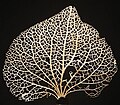 Vein structure of a hydrangea leaf
