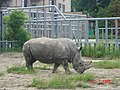 The white rhinoceros or square-lipped rhinoceros