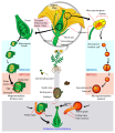 Image 16Angiosperm life cycle (from Evolutionary history of plants)