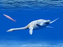 Digital drawing of a pleisiosaur swimming with a squid