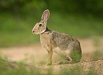 Indian hare is found at Kalesar