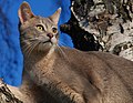 A blue colored Abyssinian