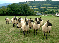 Cluns from the Court Llacca Flock in Wales