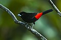 Flame-rumped tanager
