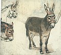 Study of a Donkey, 1612
