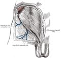 Die Aponeurose des Musculus obliquus externus abdominis (äußerer schräger Bauchmuskel)