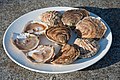 Flat oysters from Cancale.