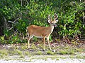 Image 8Key deer in the lower Florida Keys (from Geography of Florida)