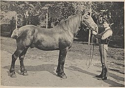 Mousse, small Breton draft animal from the Langonnet region, 4 years old, 1.52 m (1916).