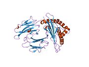 1zhk: Crystal structure of HLA-B*3501 presenting 13-mer EBV antigen LPEPLPQGQLTAY