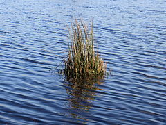 Common rush in shallow water