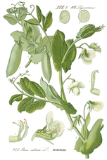 Botanical illustration of pea