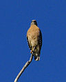 Red-shouldered hawk, Florida subspecies