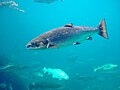 Atlantic salmon Salmo salar laks