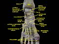 Ankle and tarsometarsal joints. Bones of foot.Deep dissection.