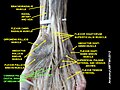 Common palmar digital branches of median nerve