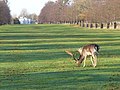 The avenues are grazed by herds of Fallow and Red deer