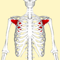 Subscapularis muscle (shown in red).