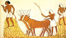 Threshing of wheat in ancient Egypt