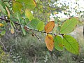 U. crassifolia leaves and fruit, November