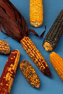 A few different samples of corn that show the authentic and natural way of corn growth