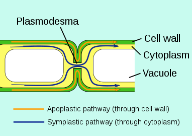 Plasmodesmata allow molecules to travel between plant cells through the symplastic pathway