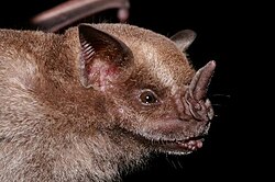 The image depicts the face of a Jamaican fruit bat.