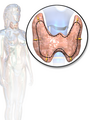 The thyroid gland also lies on top of the trachea, and lies below the cricoid cartilage.