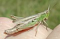Weibchen: Farbvariante mit grünen Seiten und Hinterschenkeln